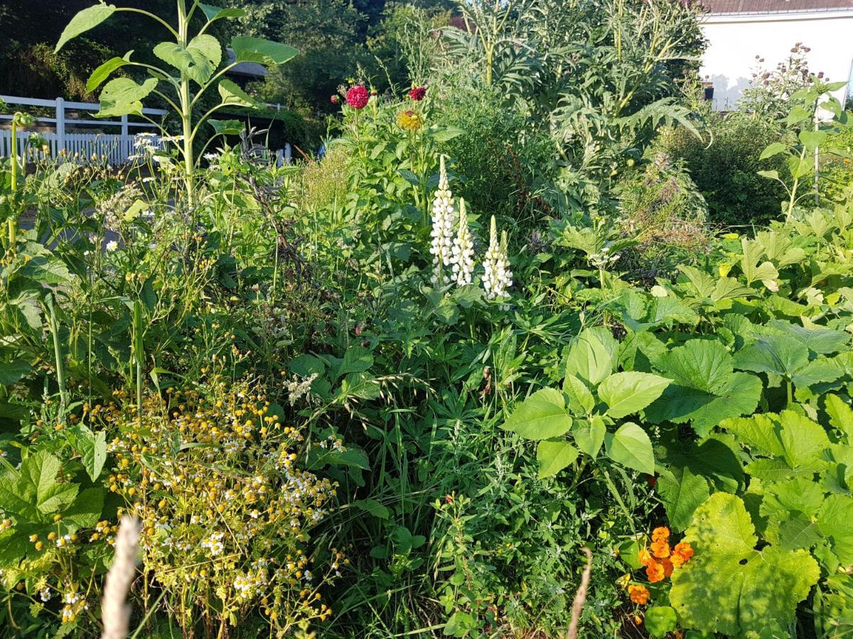 Les Lupins Bed & Breakfast เอเทรตาต์ ภายนอก รูปภาพ